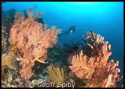 the beautiful gorgonian fans of Raja Ampat by Geoff Spiby 